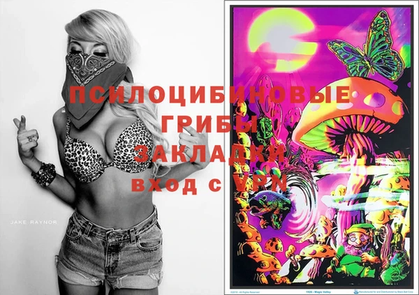 гашик Дмитров
