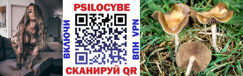 Купить где  Голицыно  Галлюциногенные грибы Psilocybe 